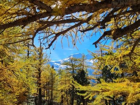 House/Residence|Orion|Valais|Saas-Grund