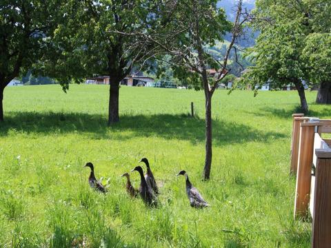 Inuti|Gasteighof|Zillertal|Fügen