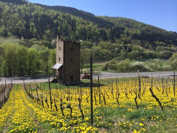 600 meilleures idées sur champ de fleurs