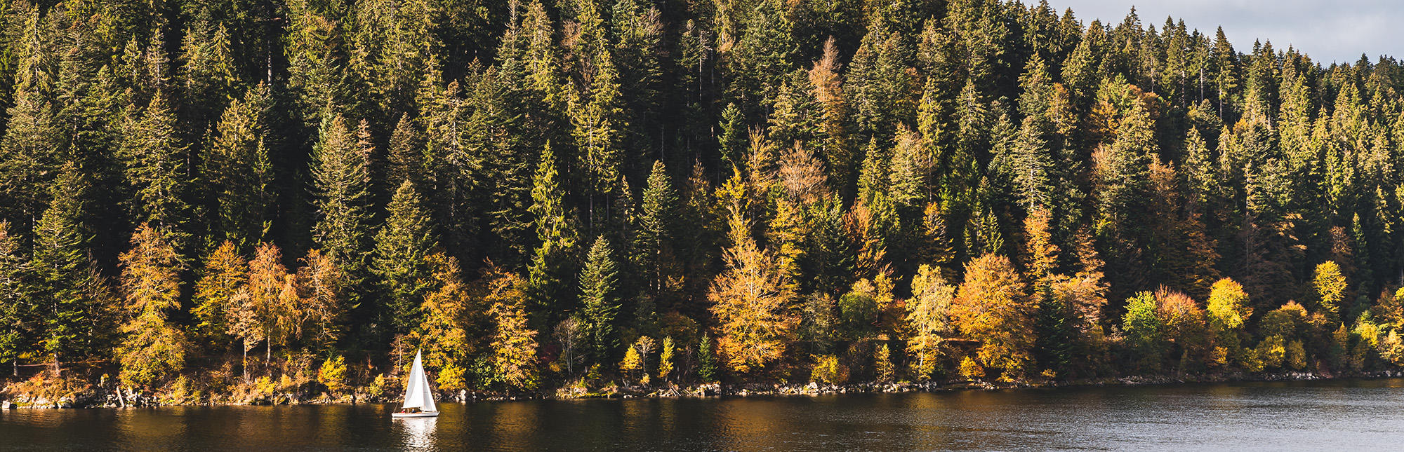 Tendance #10 – La Forêt-Noire envoûtante