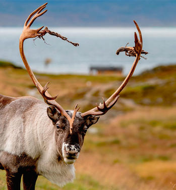 Last Minute Holiday Homes by Destination - Norway