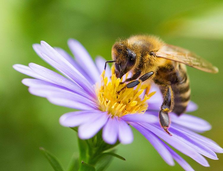 Salvar a las abejas – salvar nuestra Tierra