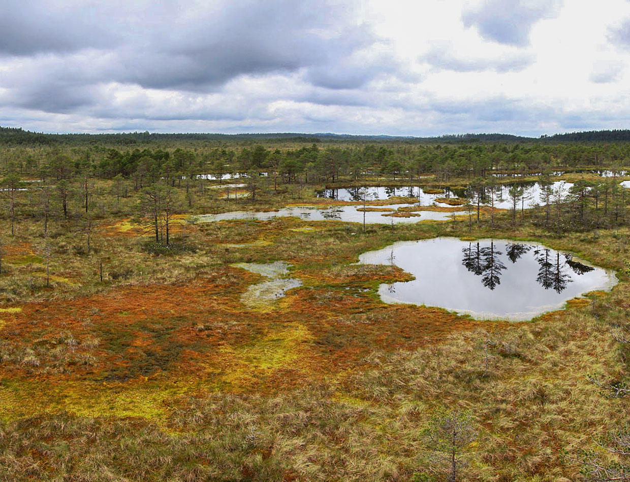 Renaturation of La Gruère peat bog (Switzerland)