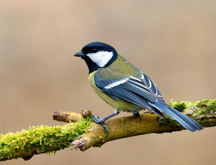 Vogelschutz-Projekt in Tirol