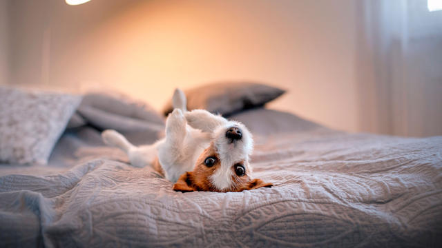 Férias com o seu cão