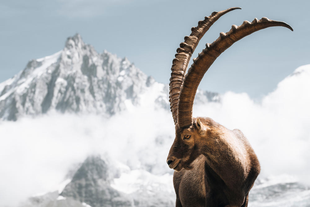 alpensteenbok