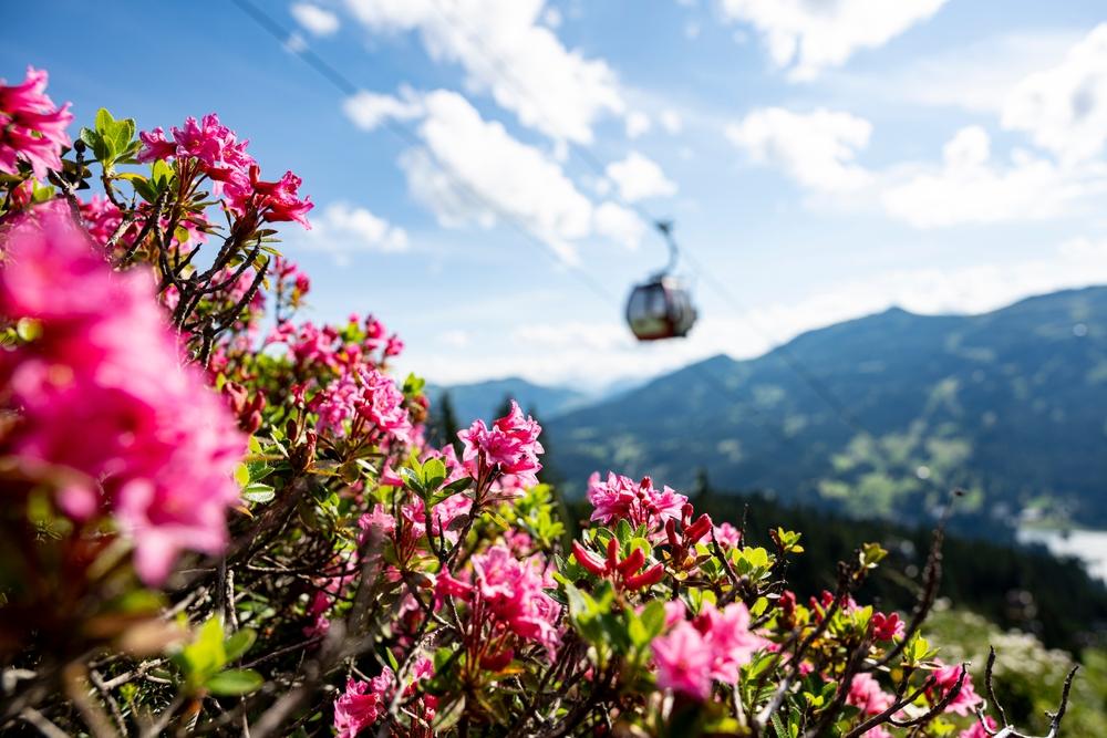 Alpine roses Swiss Alps