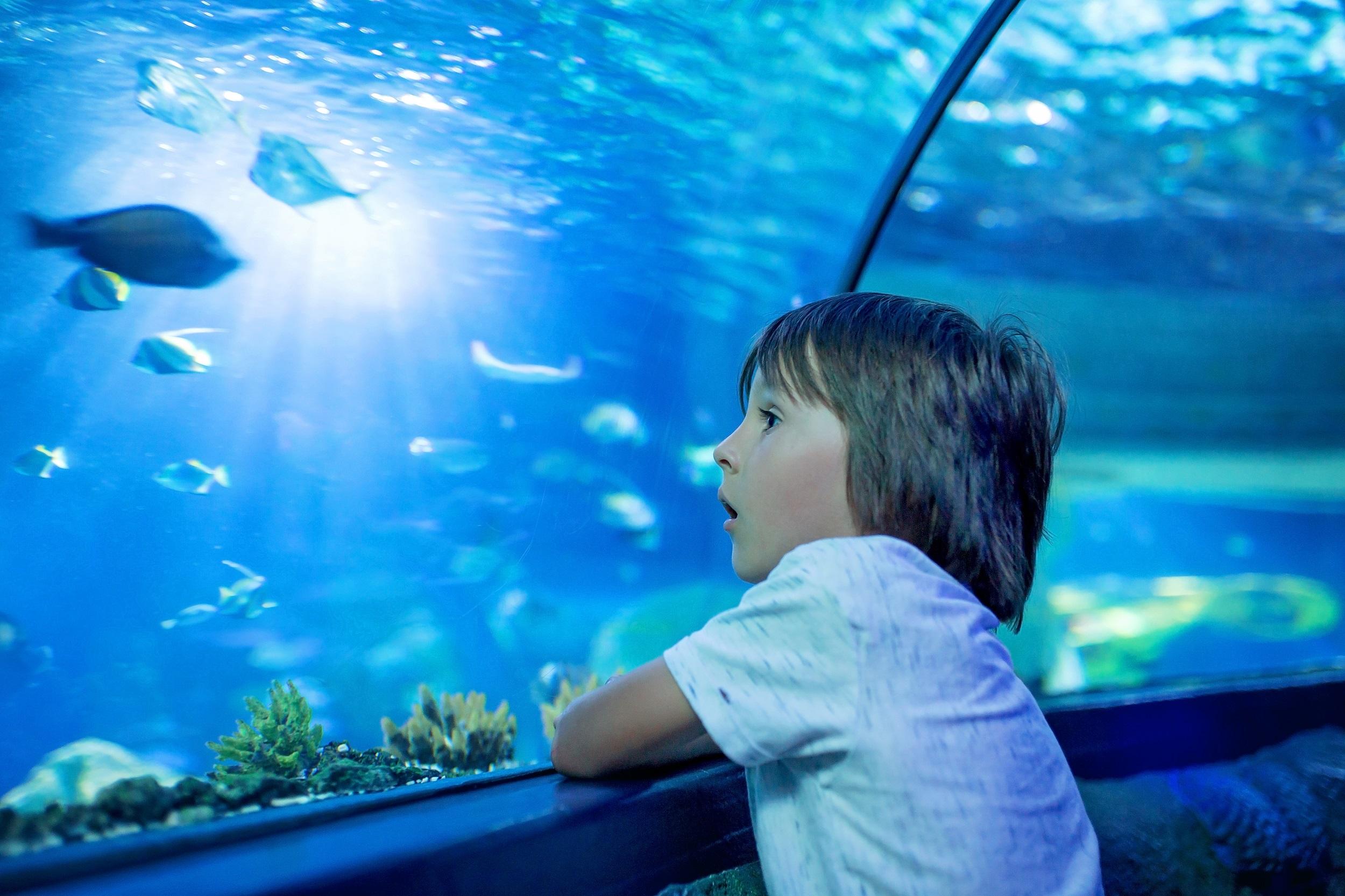 Aquarium-kleiner-Junge-Fische beobachten