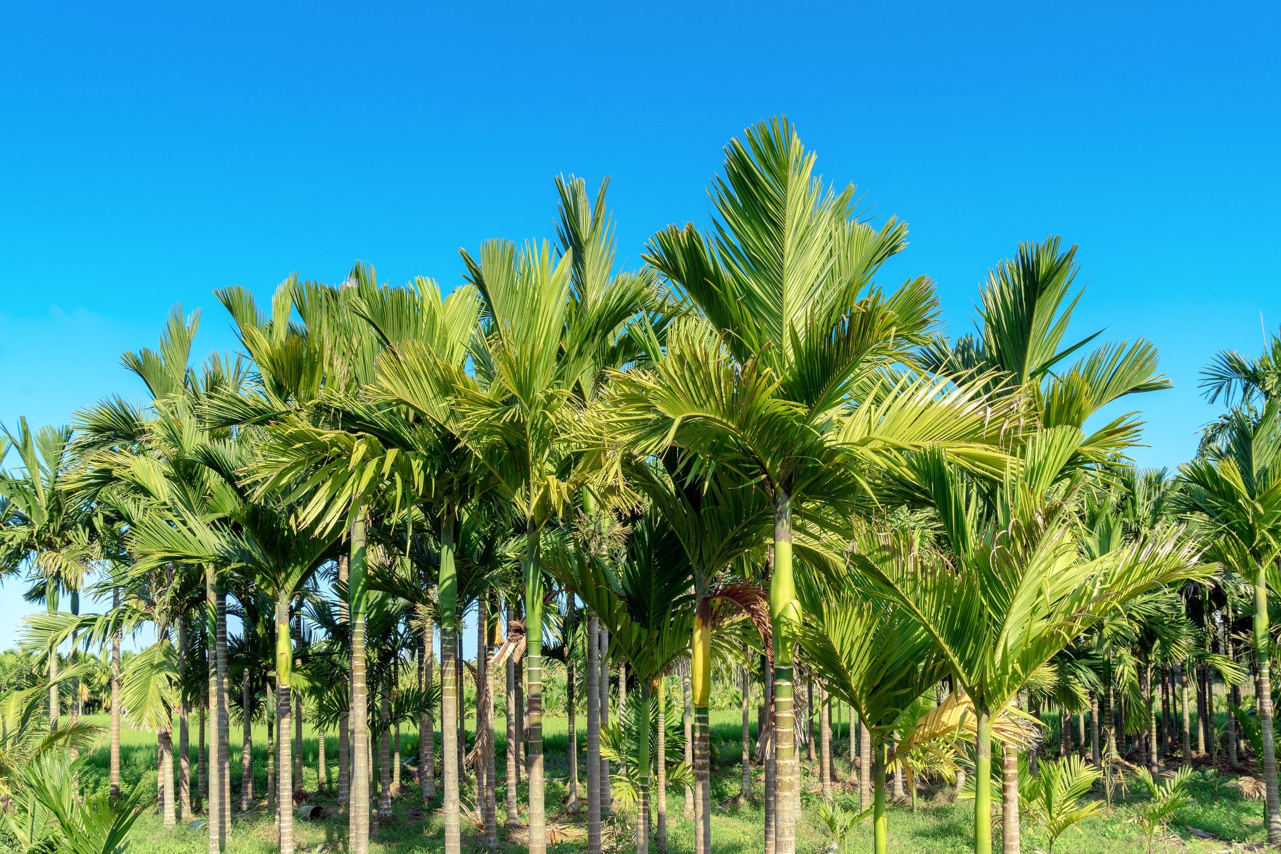 palmier d'arec