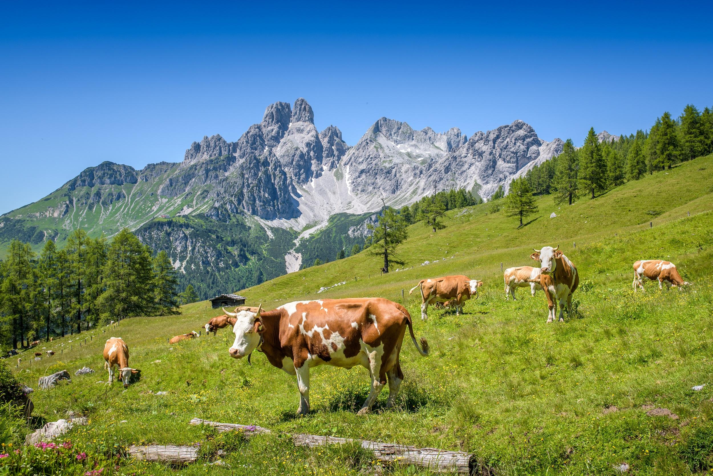 Österreich-idyllische-landschaft-alpen-kühe