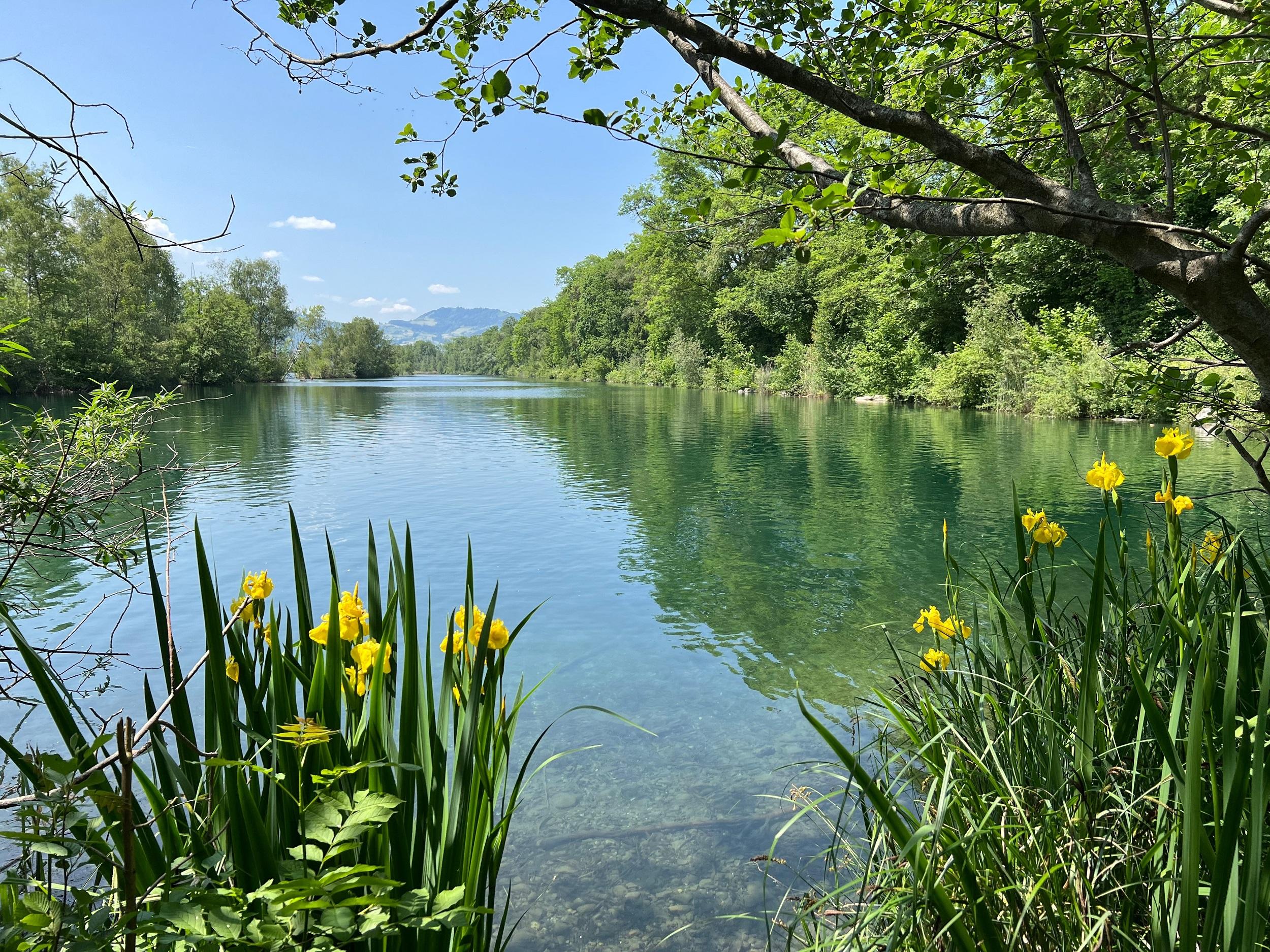 Österreich-Altrhein-Naturpark-Lustenau
