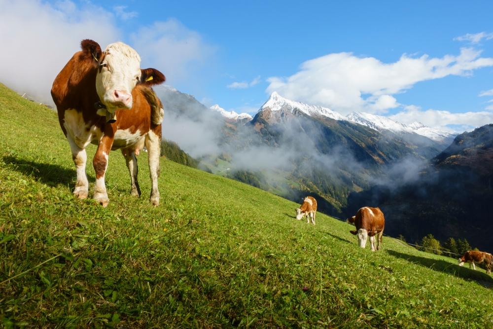 Österreich Zillertal Molkerei Fügen