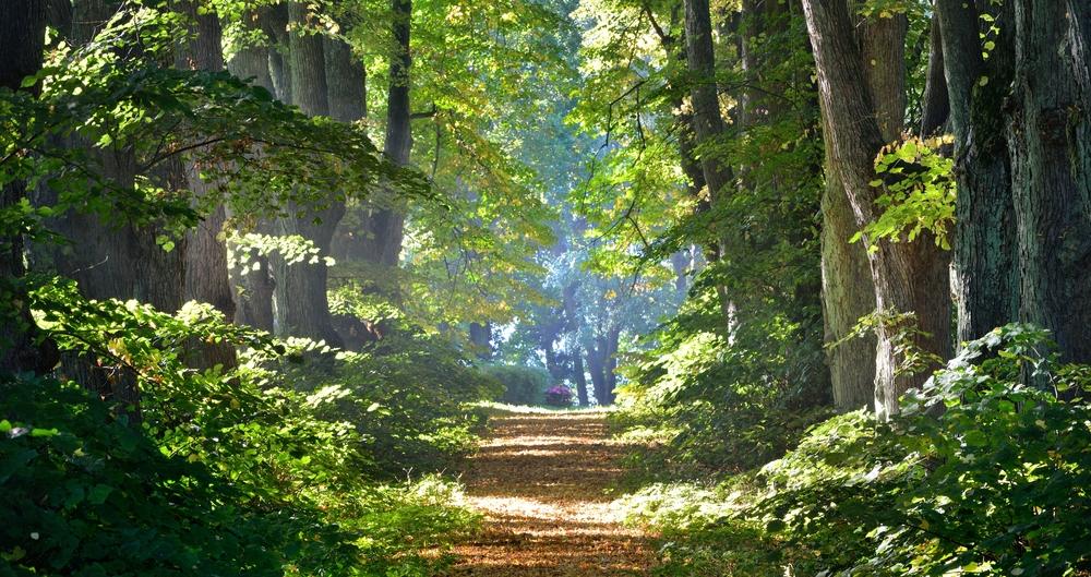 Schöner Waldmorgen