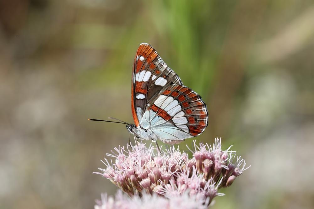 vlinder op bloem