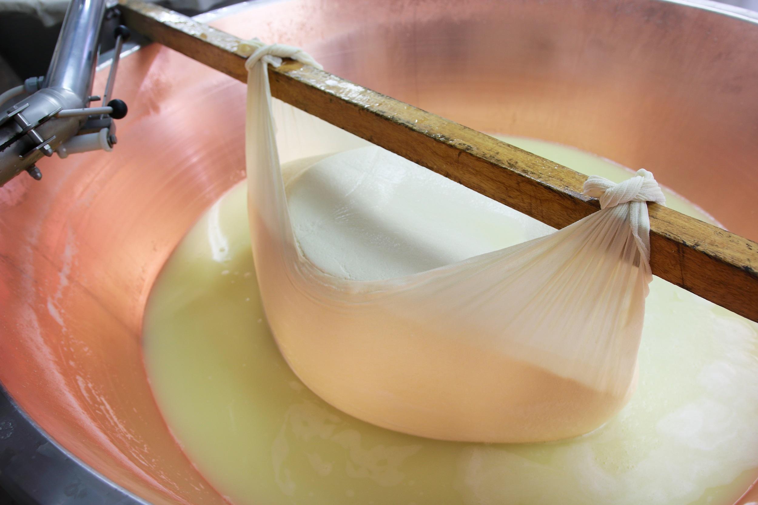 Käse-Molkerei-Produktion