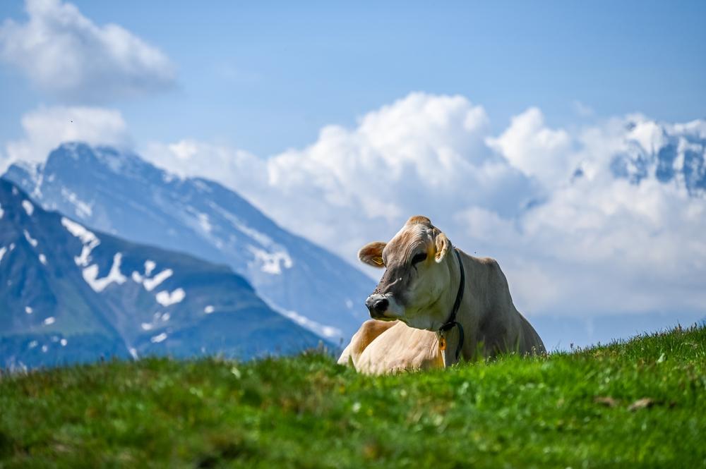 vache allongée sur l'herbe