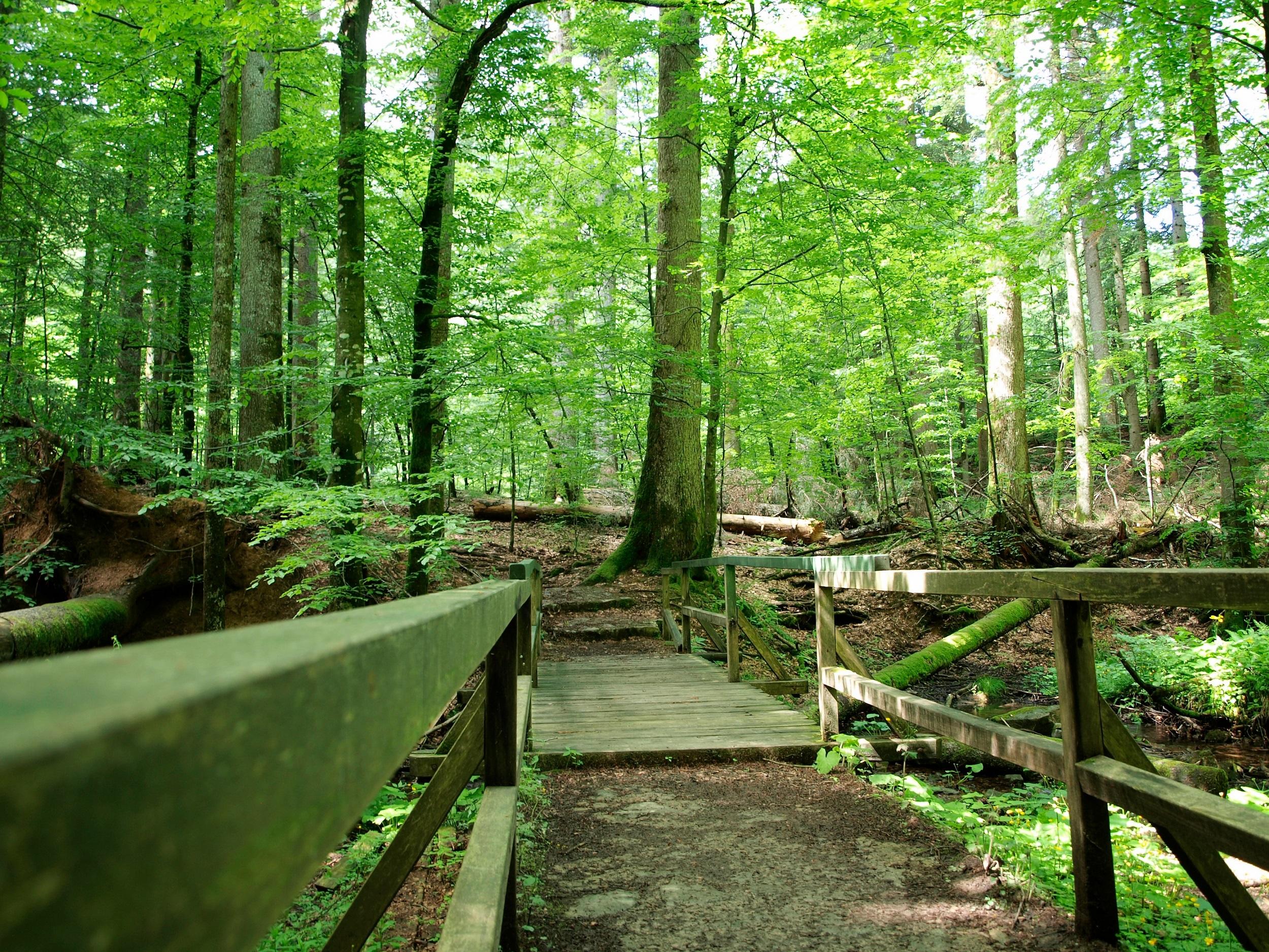 Croatie Parc national de Risnjak Pont en bois