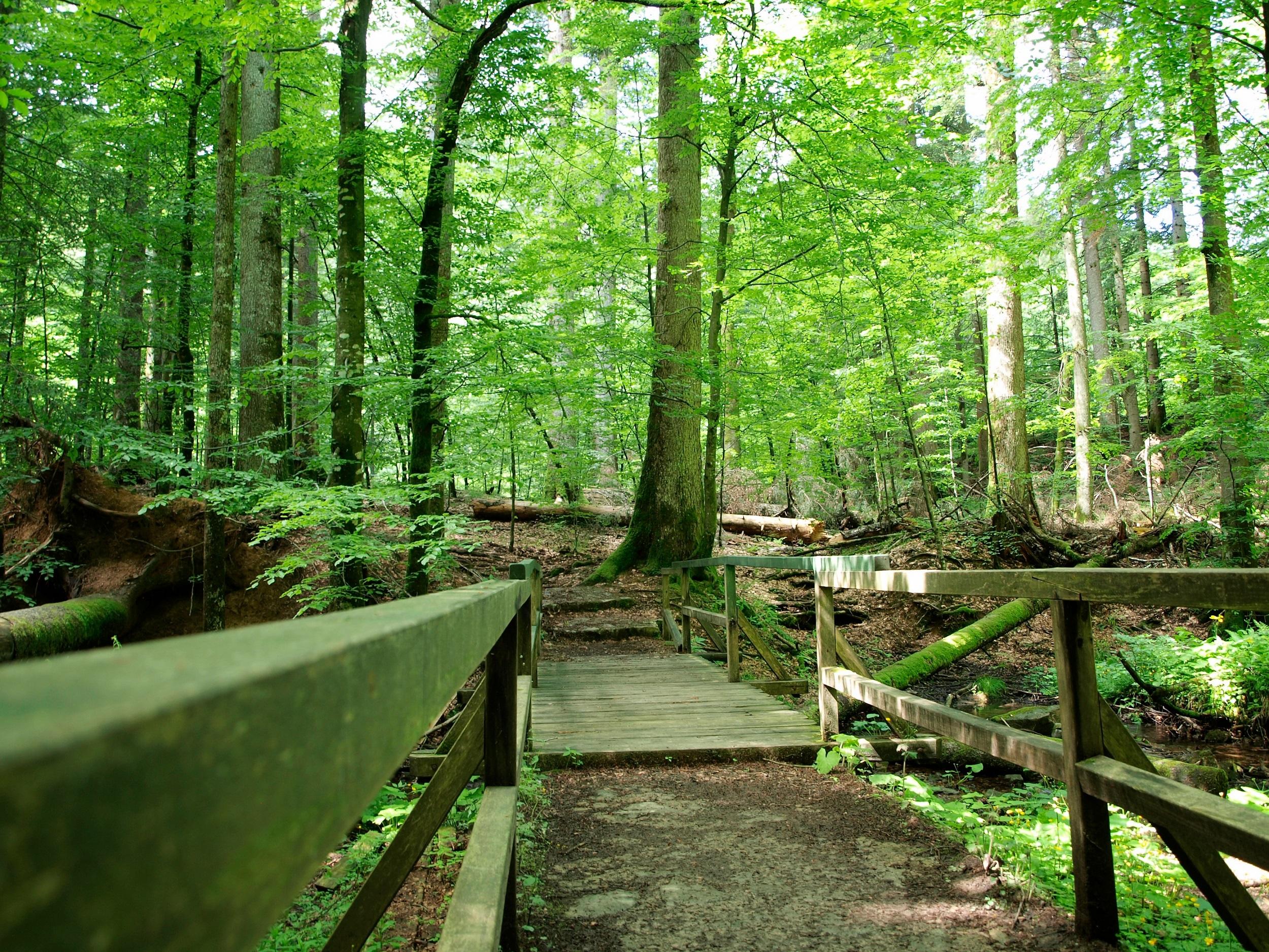 Kroatien Nationalpark Risnjak Holzbrücke