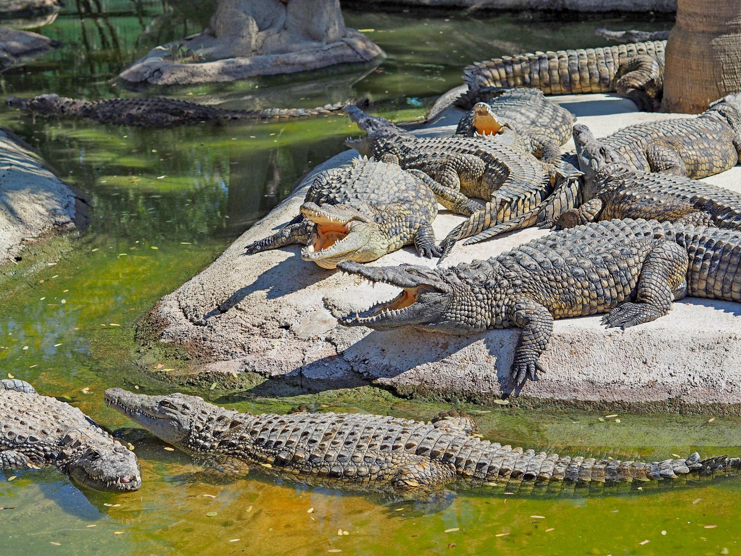 crocodile-farm