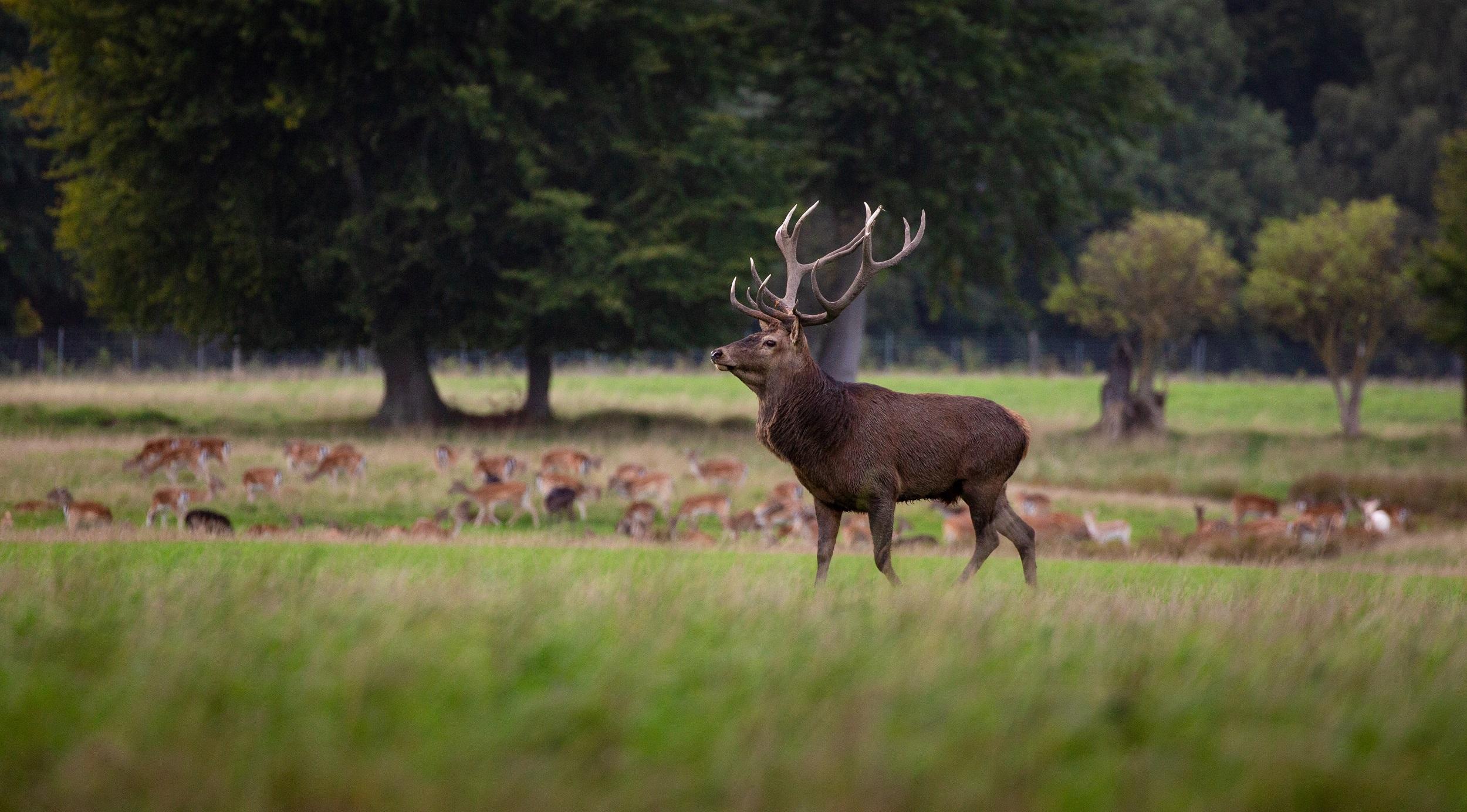 Denemarken Hindsgavl Rood Hert