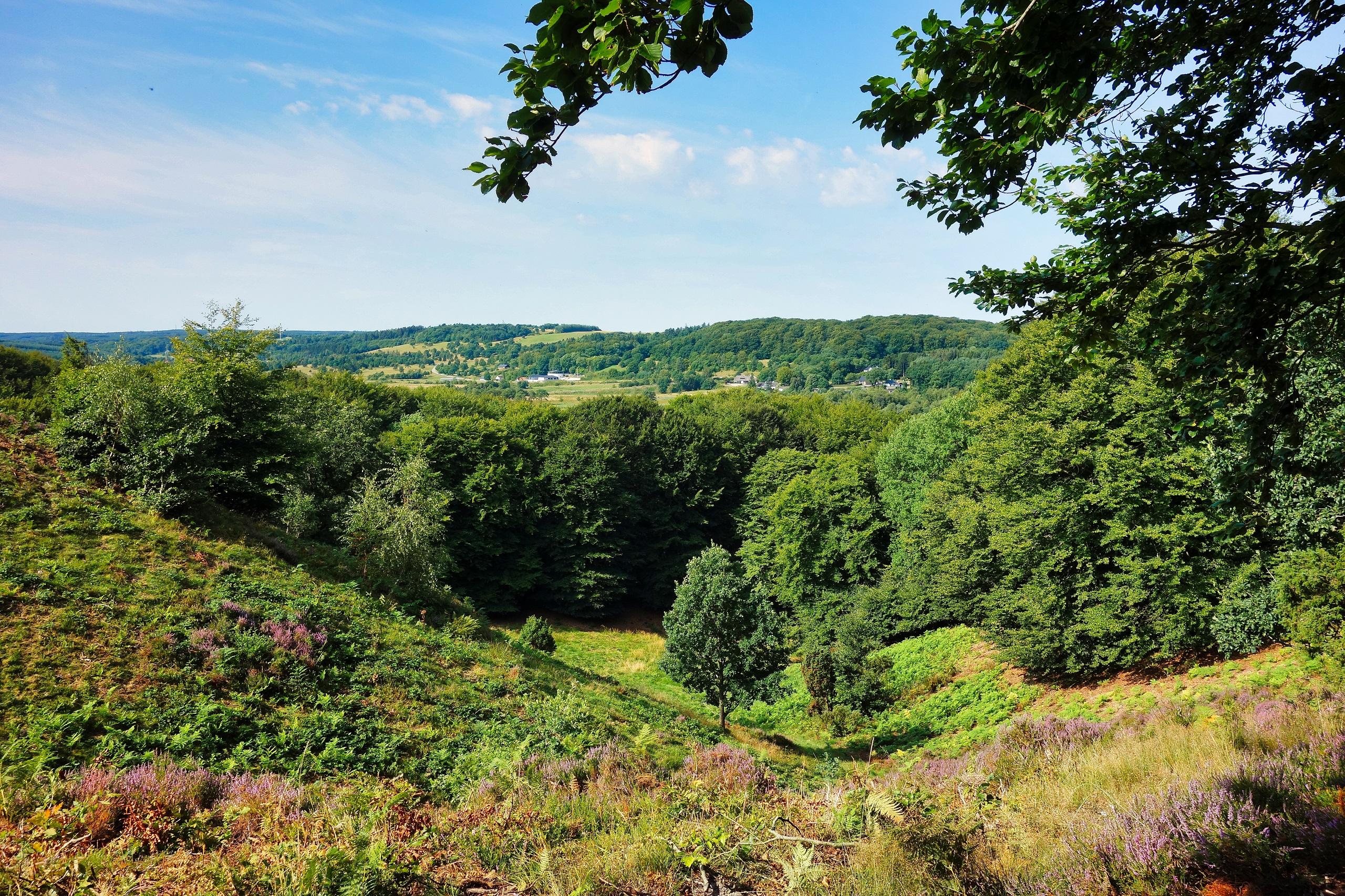 La forêt de Rold