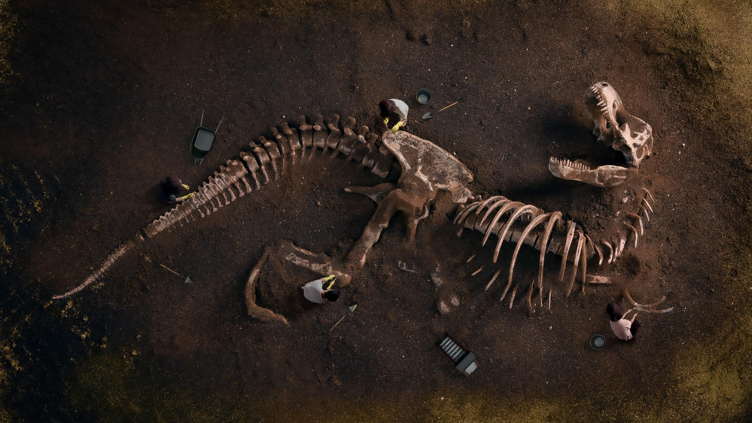 Dinosaurier-Fossil
