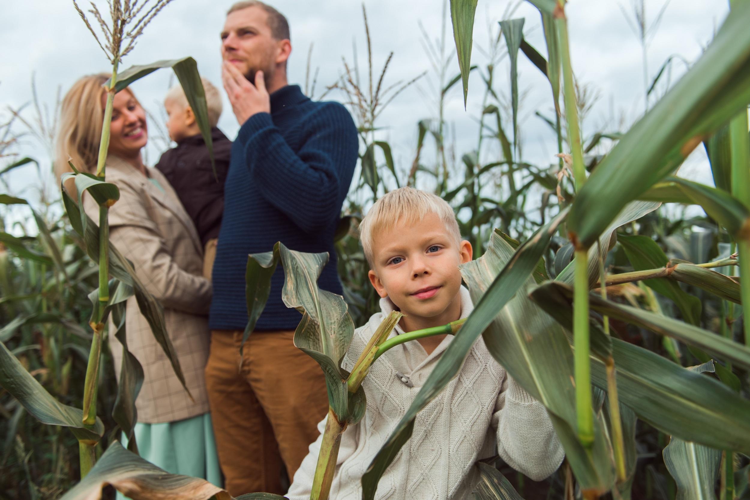 famille jouant dans le labyrinthe de maïs