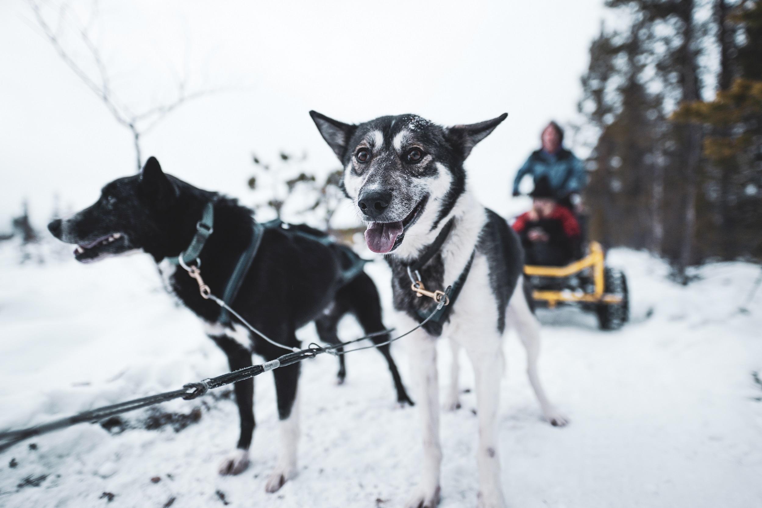 Le parc Husky 