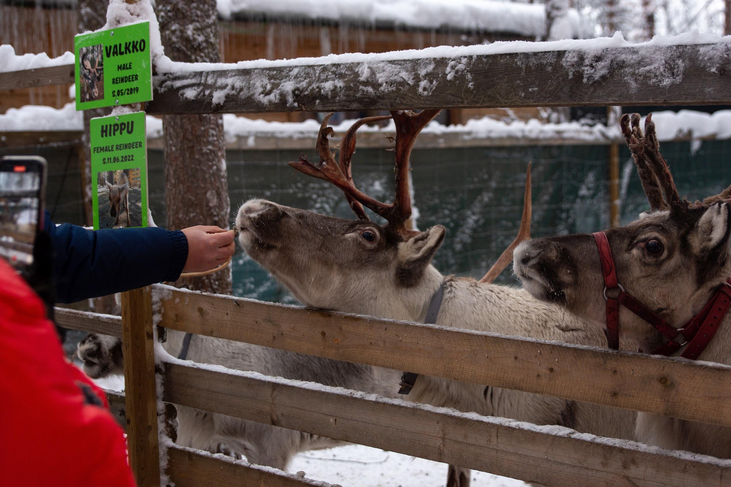 Rentierfarm Rovaniemi