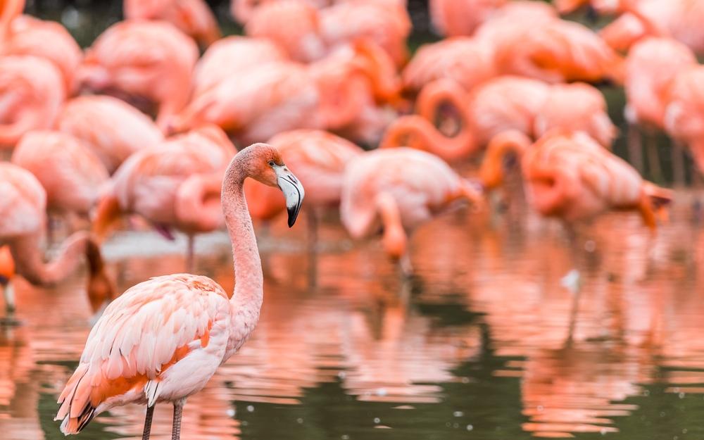 Flamingos