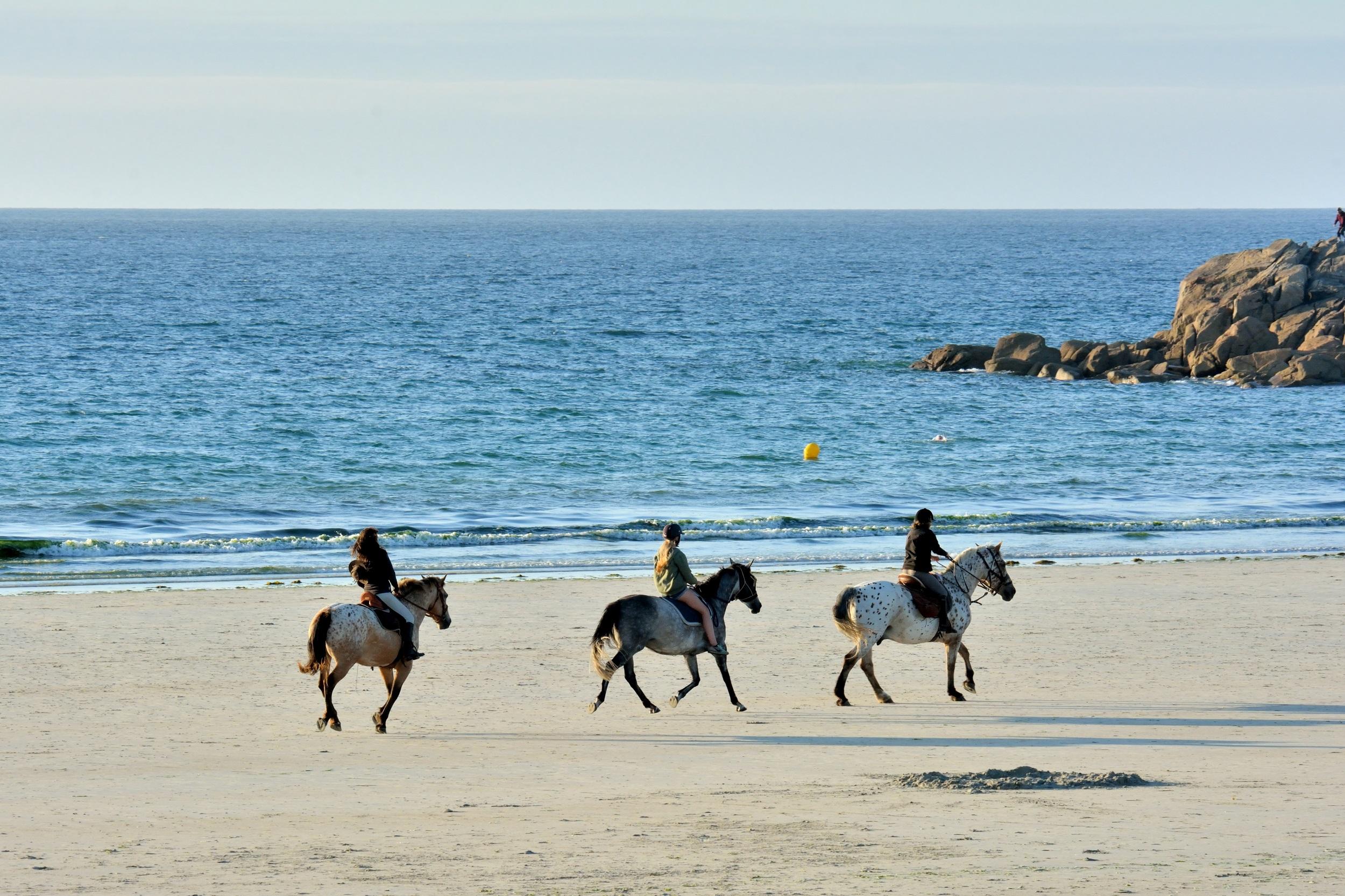 Frankreich-Bretagne-Pferde-am-Strand