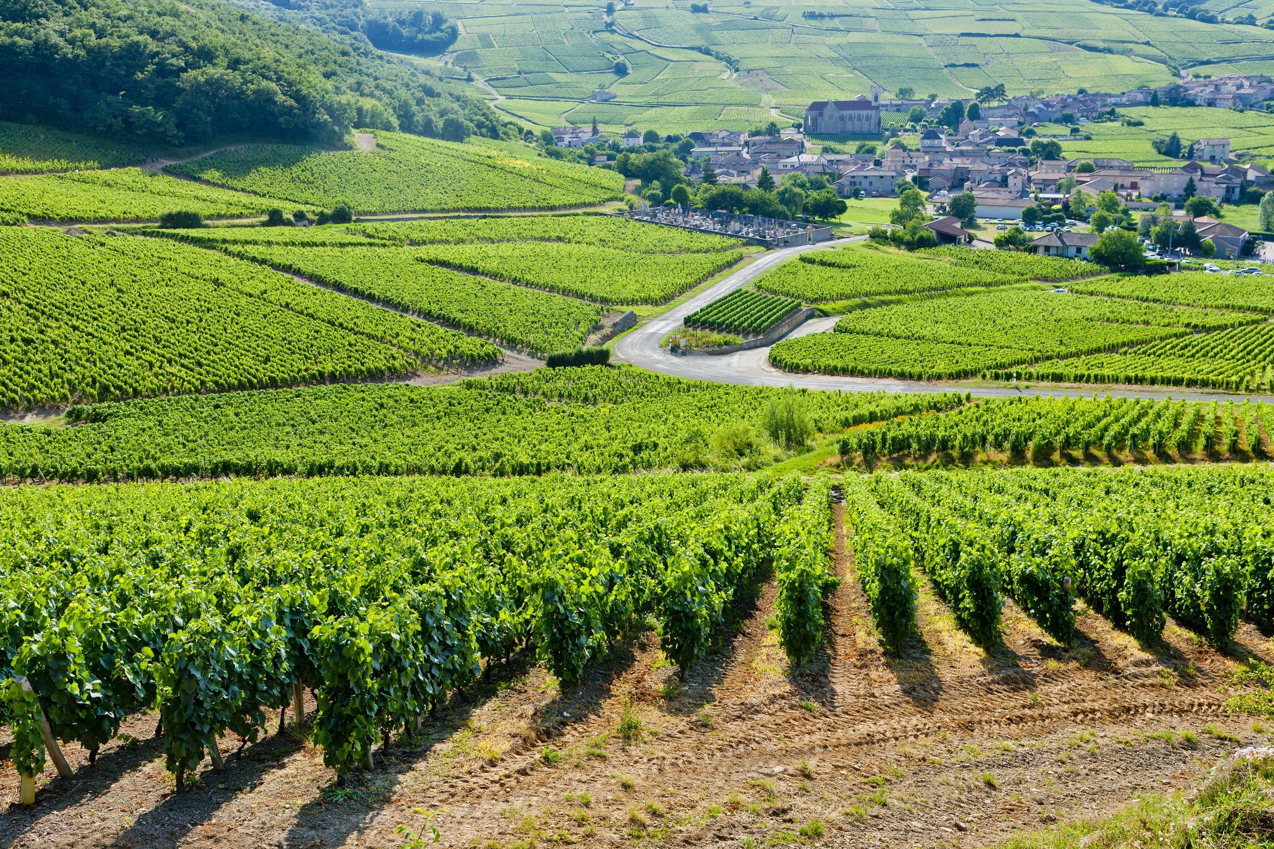 Wijngaard in Bourgondië, Frankrijk
