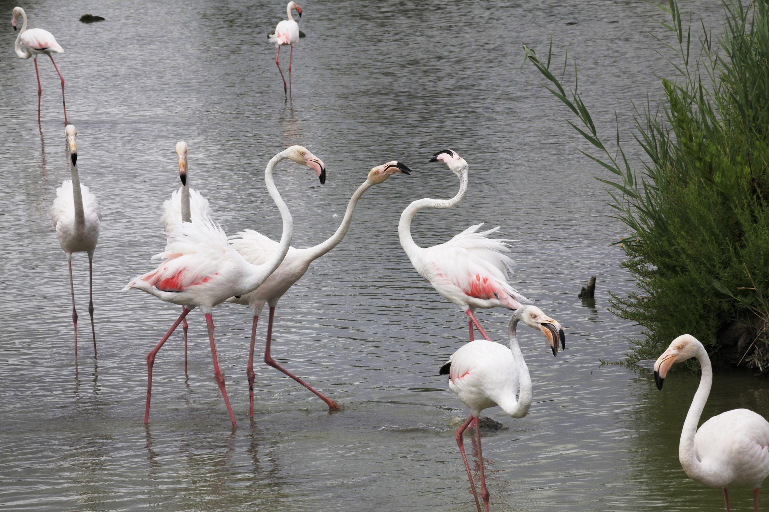 Frankreich Camargue Flamingos
