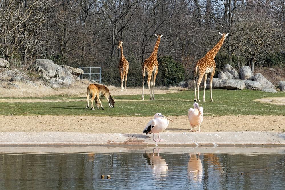 Frankrijk Gruissan Reserve Africaine de Sigean