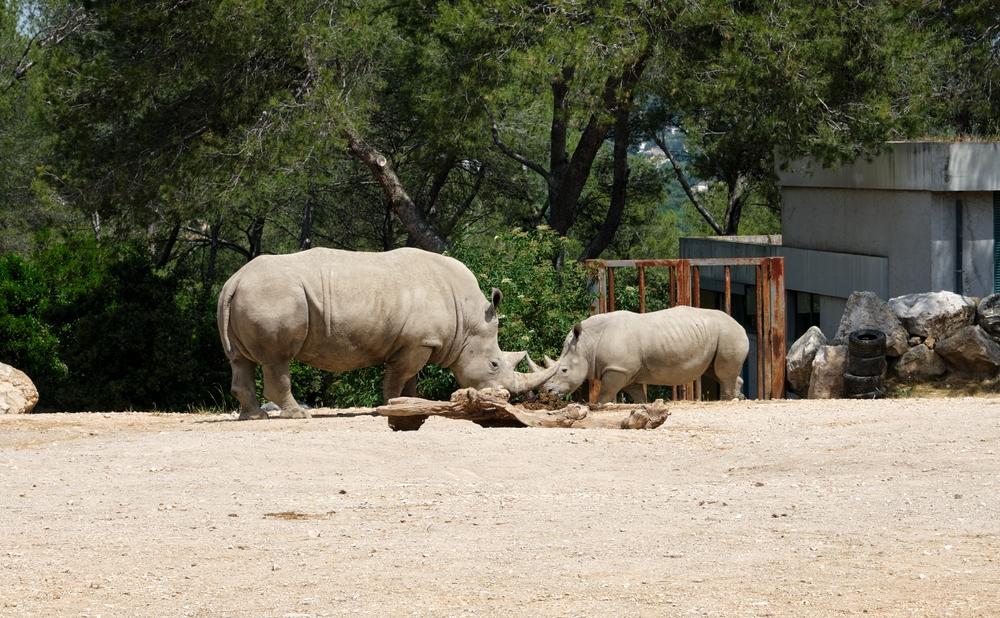 Frankreich Montpellier Montpellier Zoologischer Park