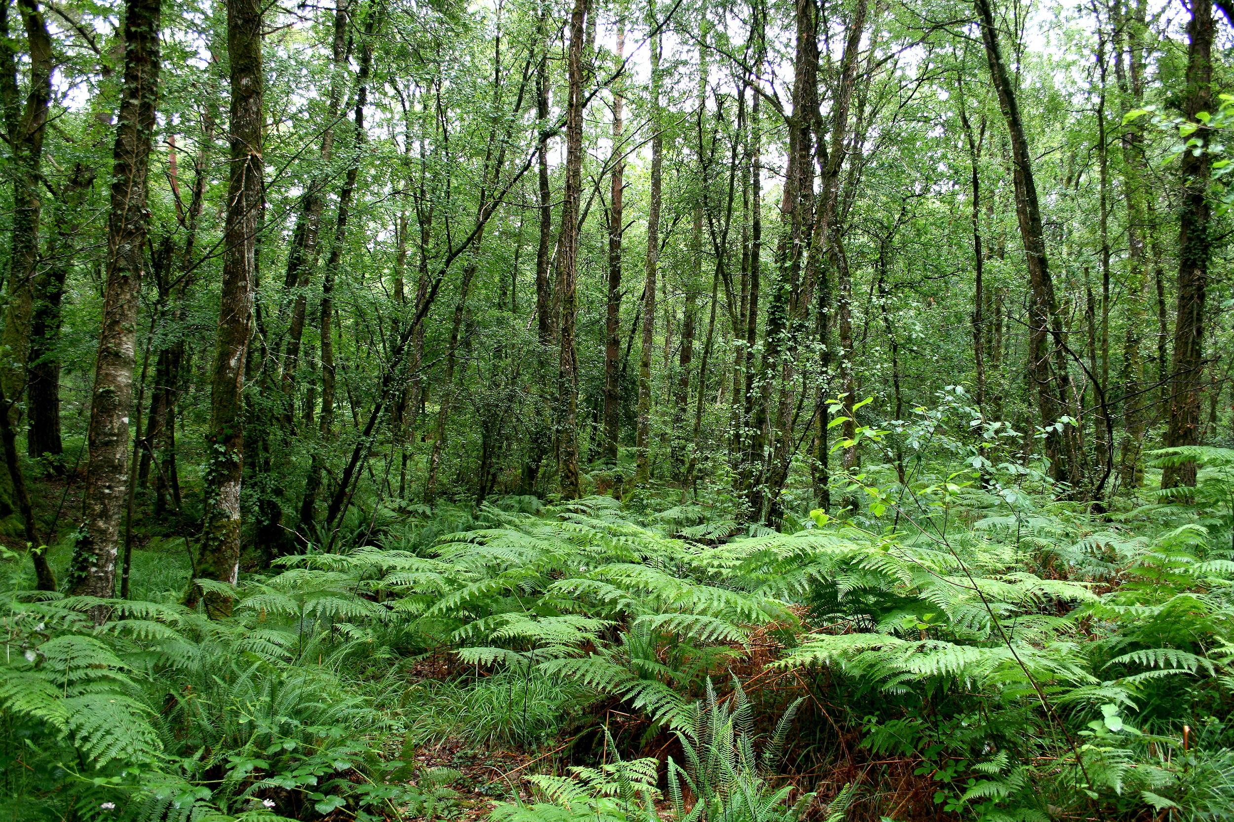 France Forêt de Paimpont