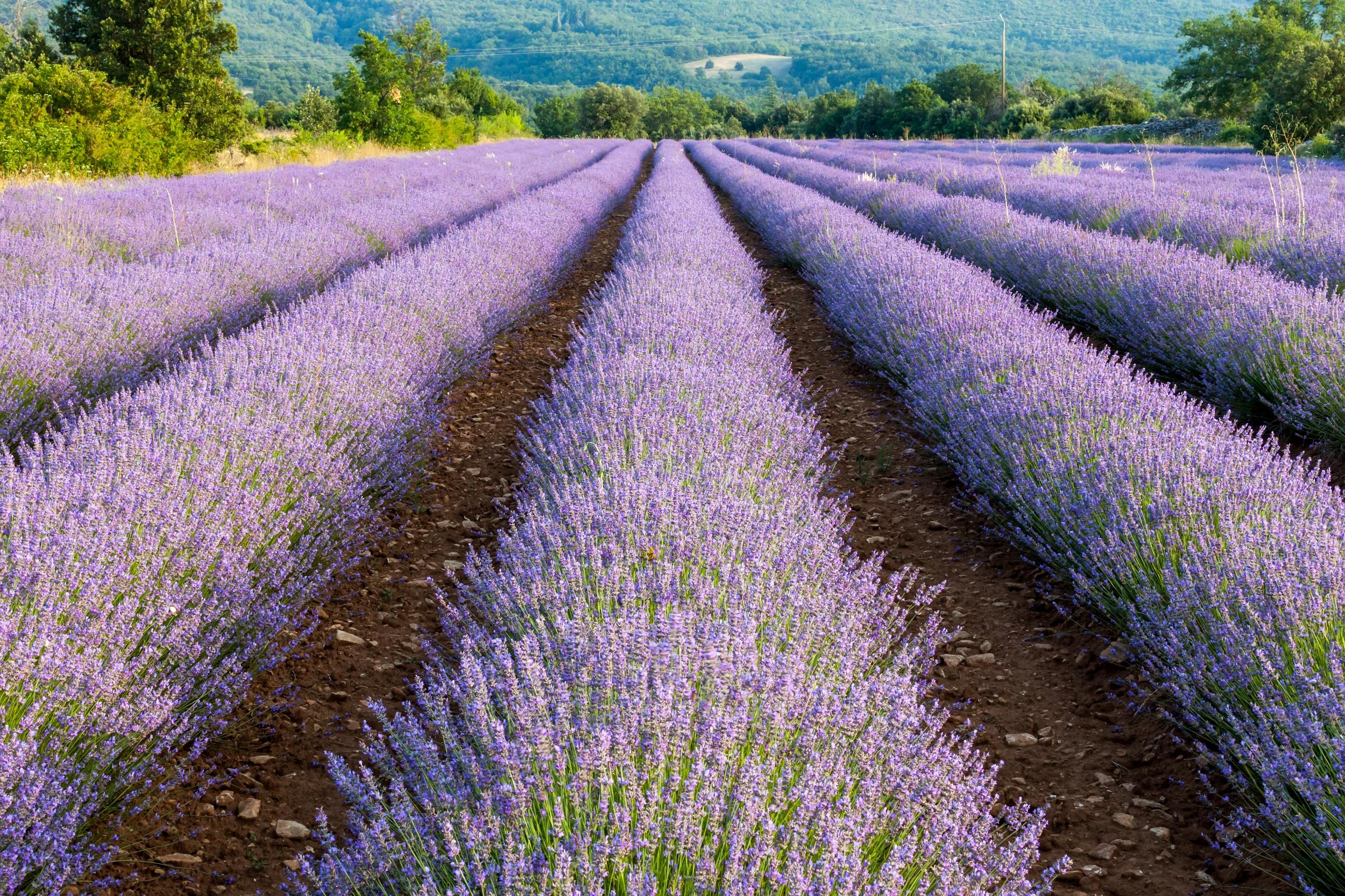 Frankreich-Provence-Lavendelfeld-in der Nähe von Apt