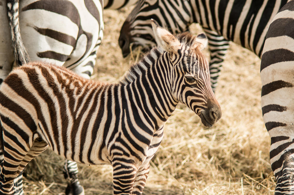 France Seignosse Le Penon Zoo Labenne