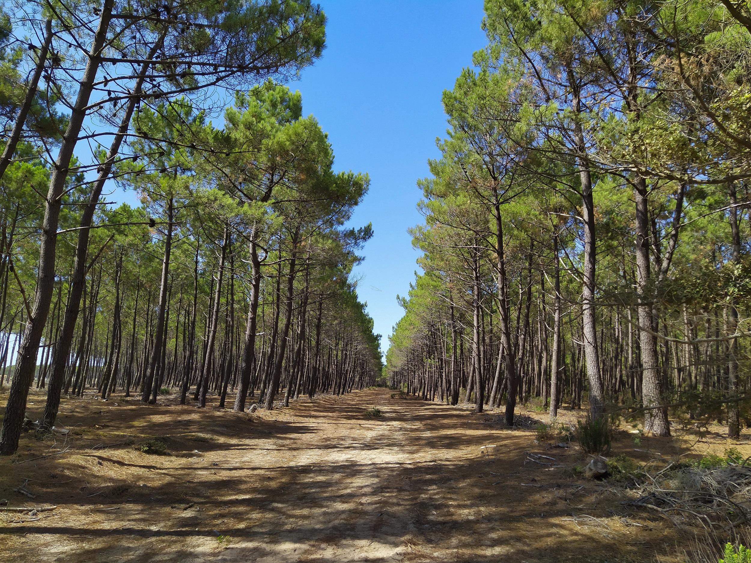 Forêt de pins saint augustin 