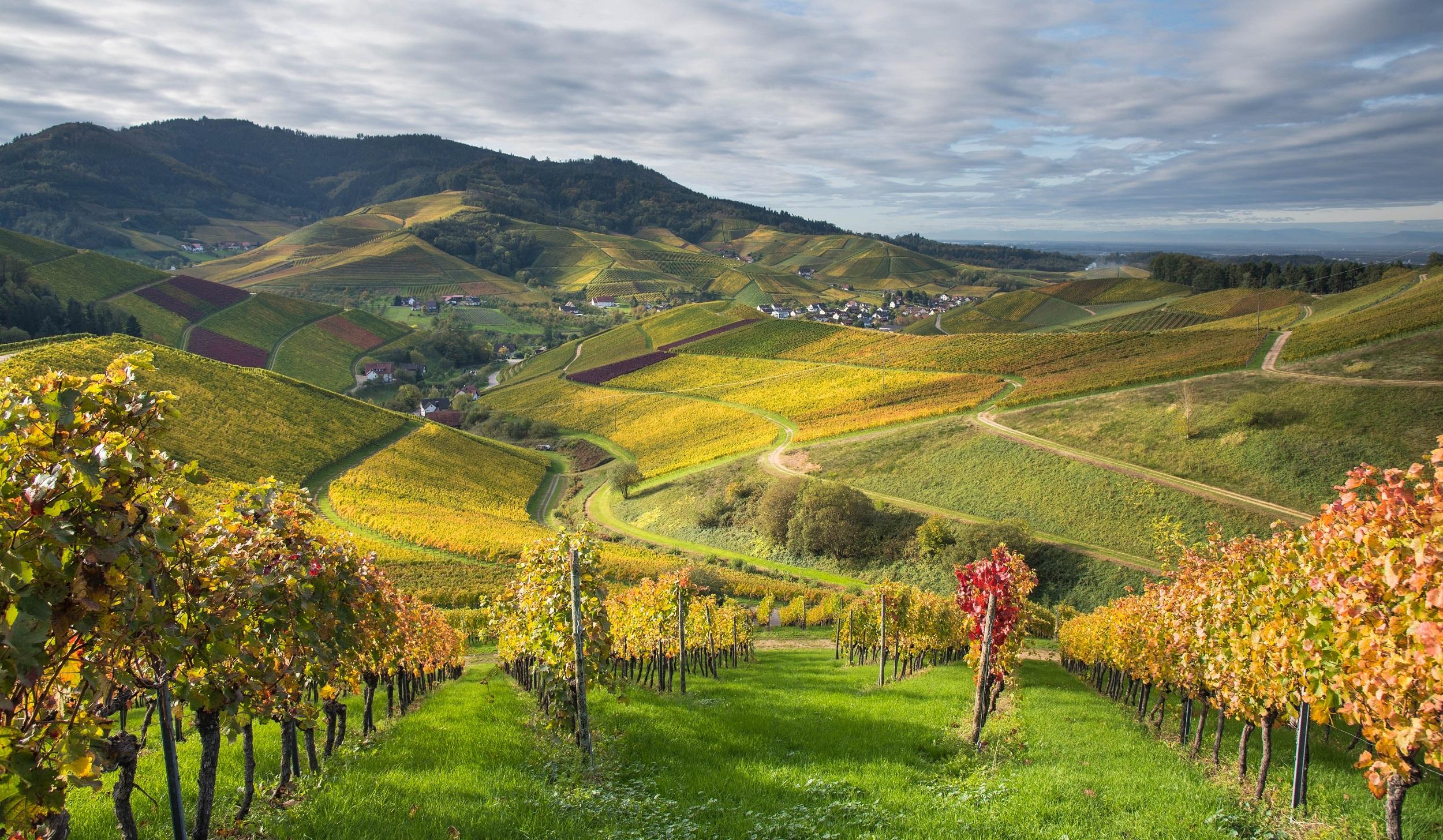 Vakantie Zwarte Woud De Beste Wandelroutes