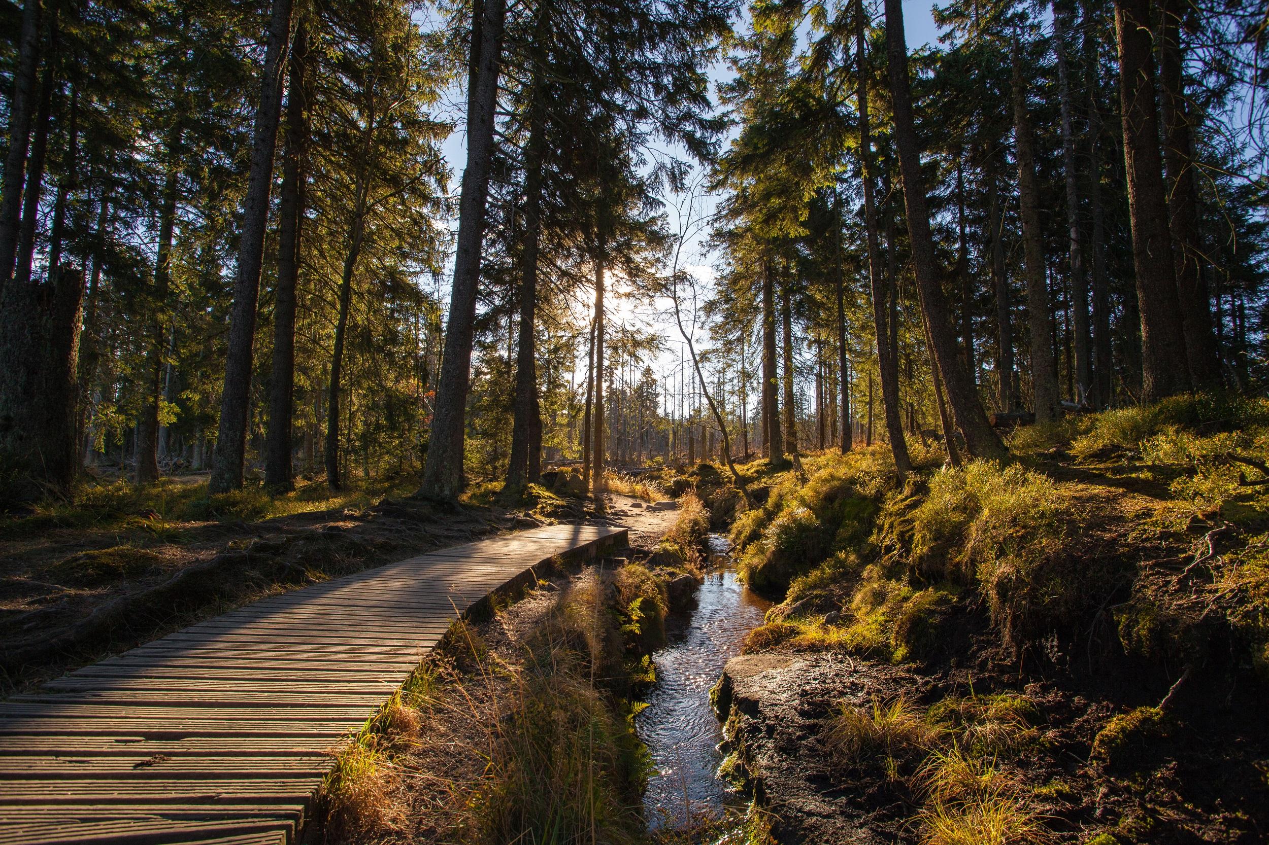 Deutschland-Harz-Wald-Herbst