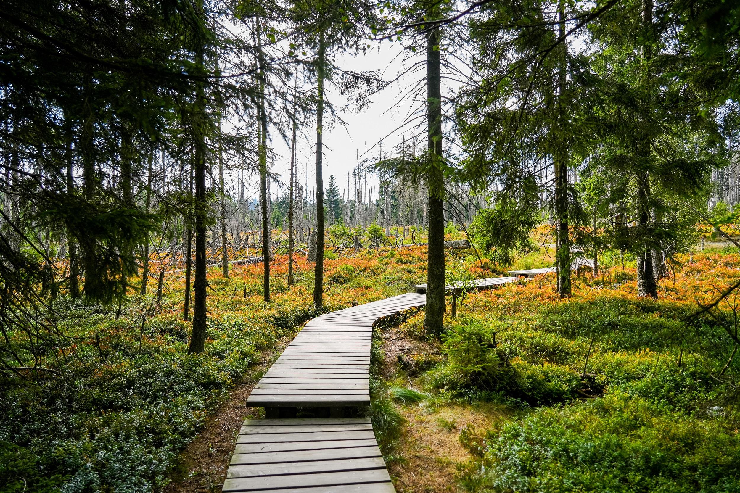 Deutschland Nationalpark Harz Torfhausmoor