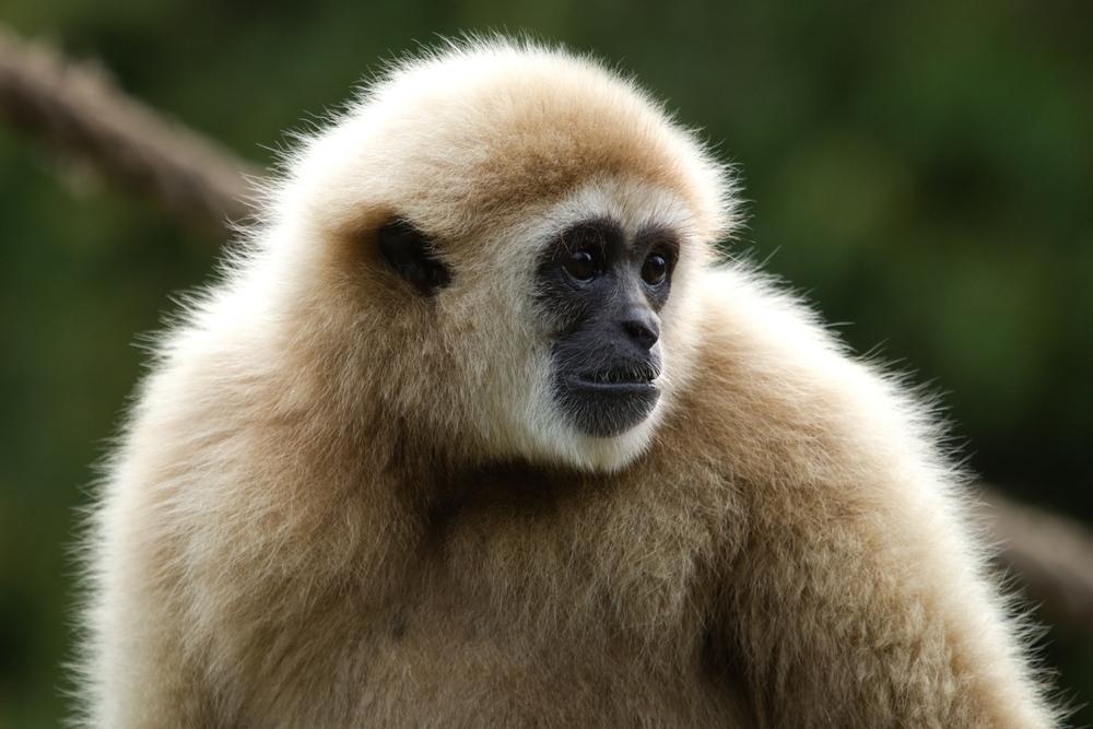 gibbon