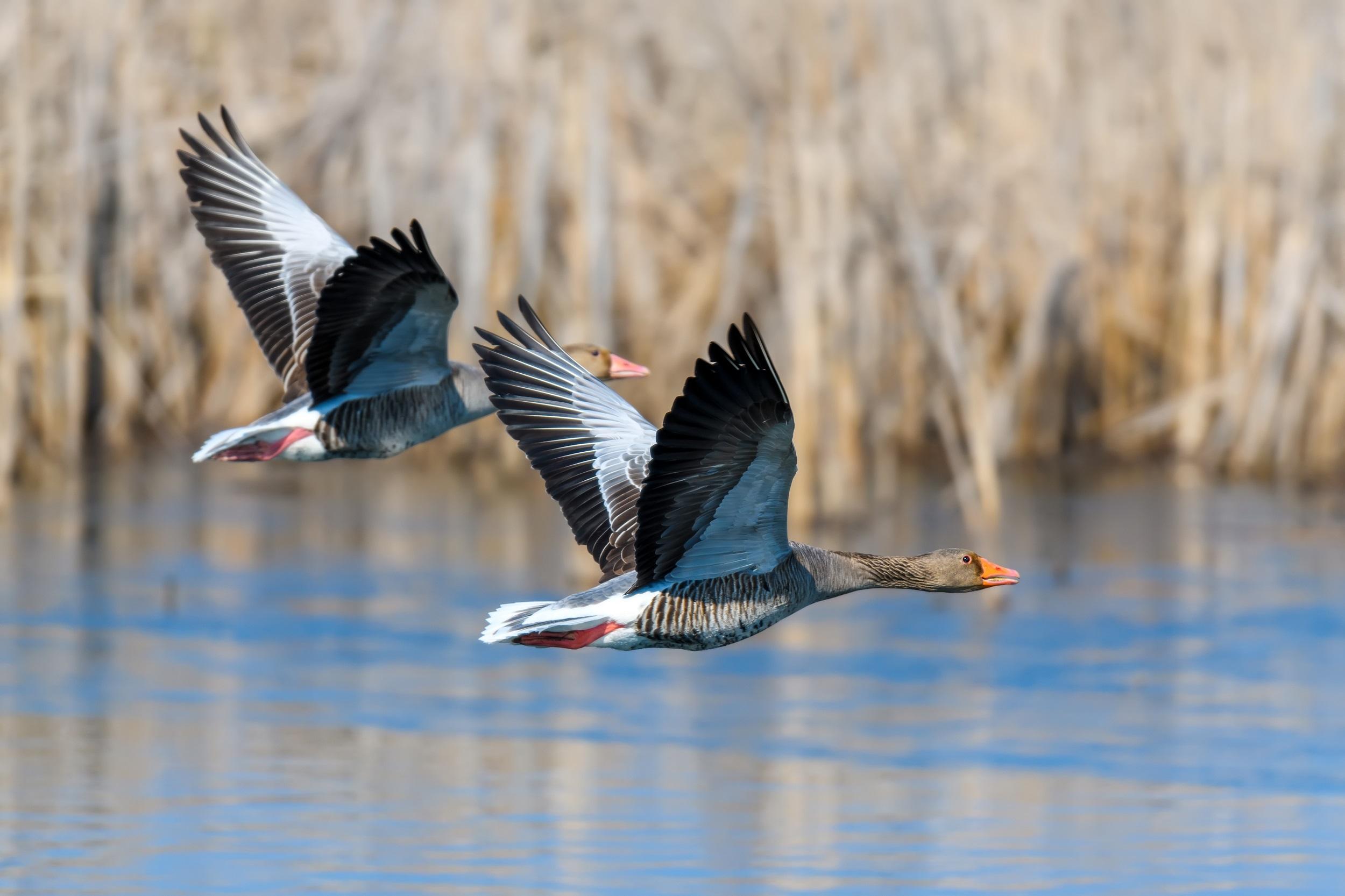 goose-flying-nature-reserve