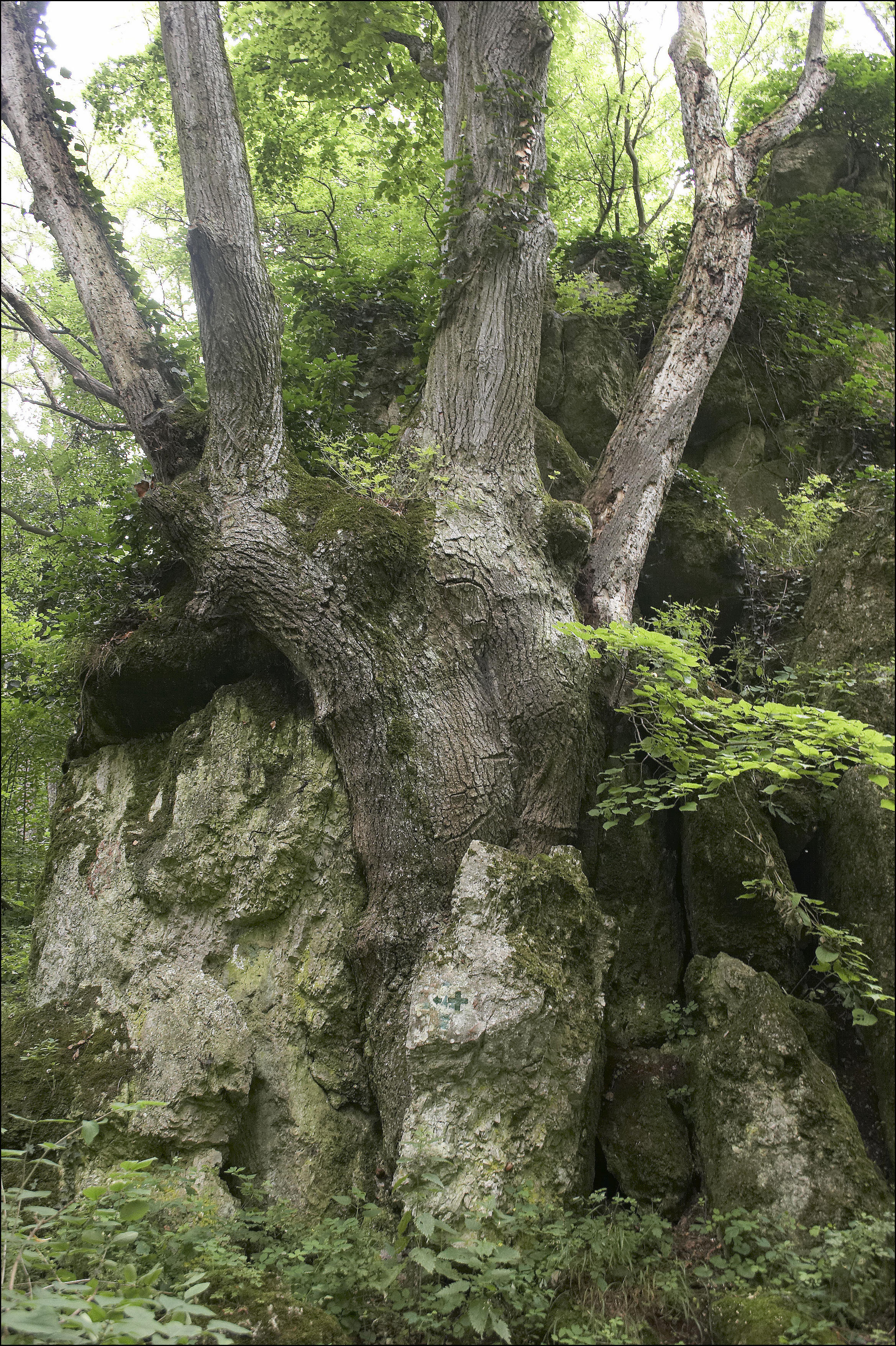 hongrie-arbre-Koloska-vallée
