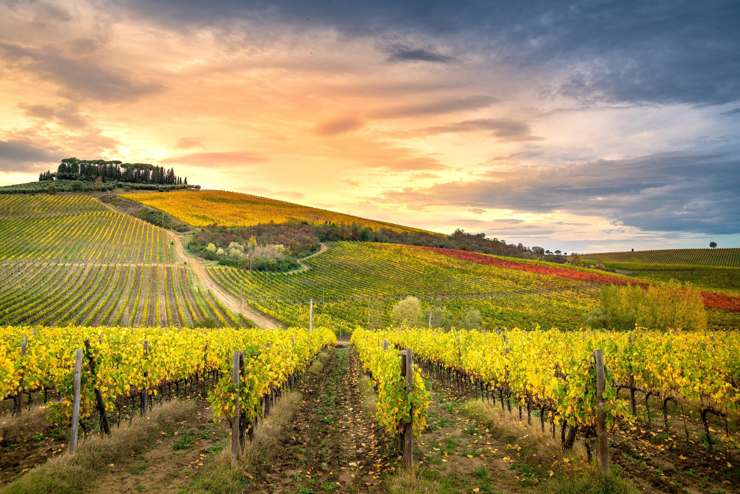 italië-chianti-wijngaard