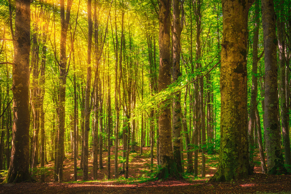 Italien Florenz Umland Nationalpark Casentino-Wald