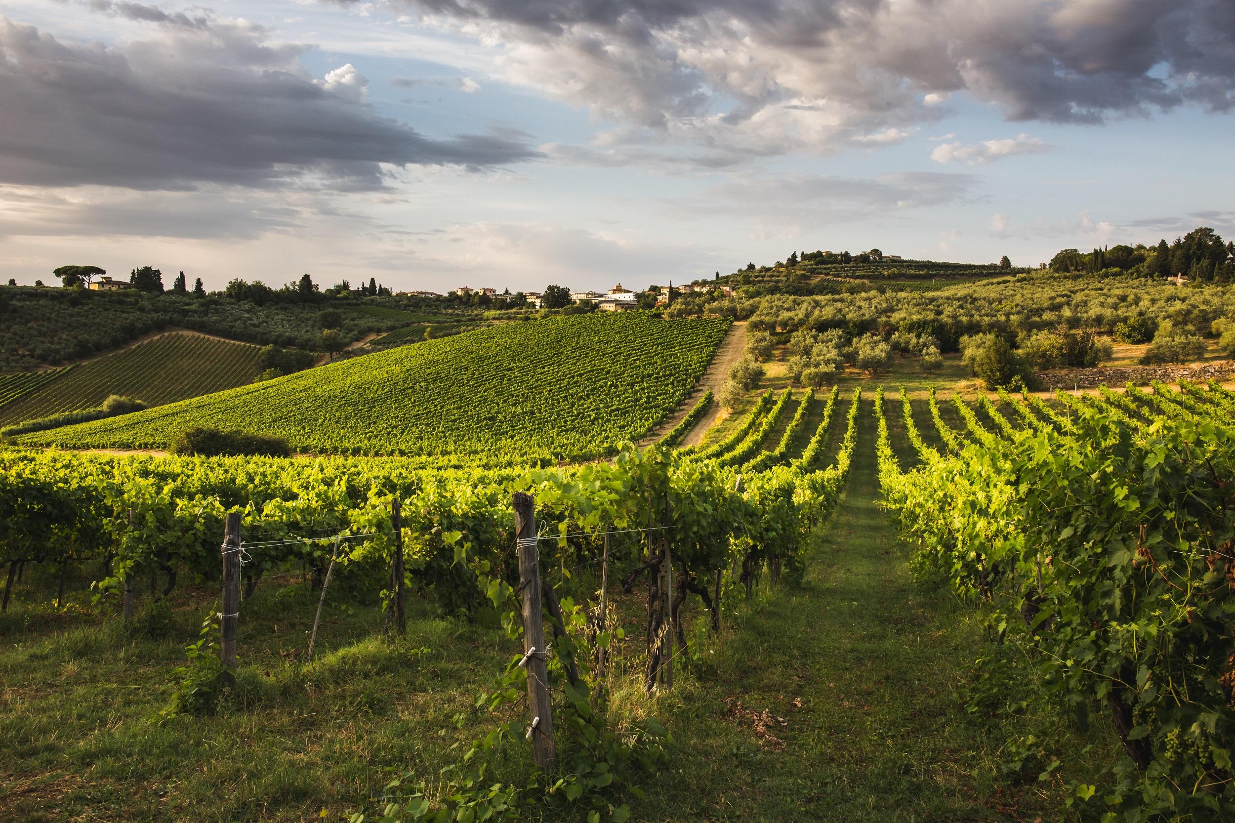 Italië-Toscane-wijngaard