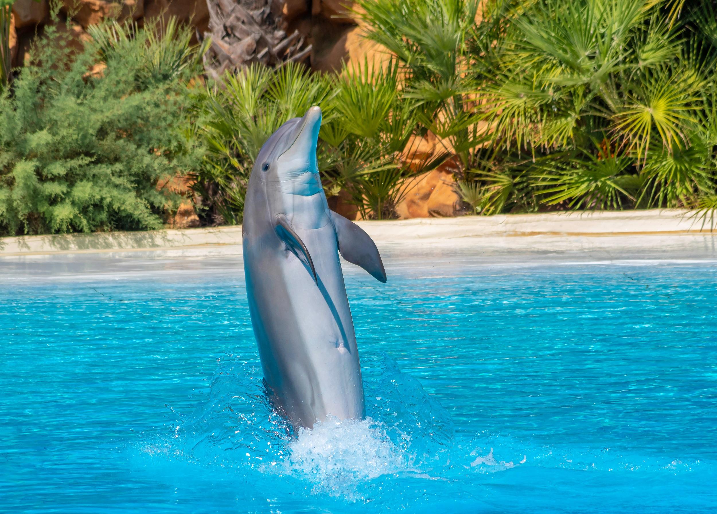 Italien-Wasserpark Zoomarine-Delphin