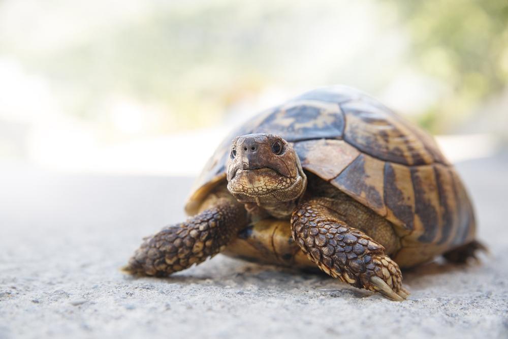 tortue terrestre